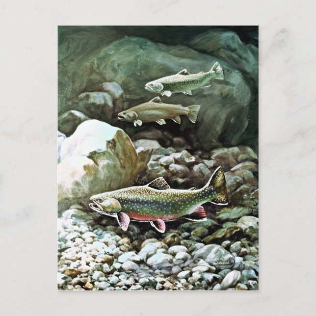 Brook Trout Postcard (Front)
