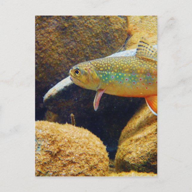Brook Trout Postcard (Front)