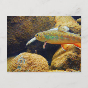 Brook Trout Postcard