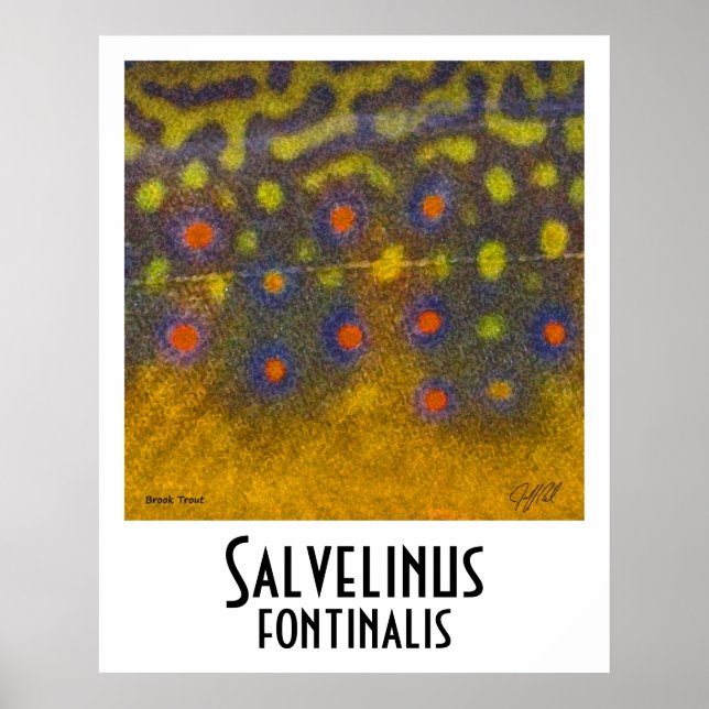 Brook Trout Poster (Front)