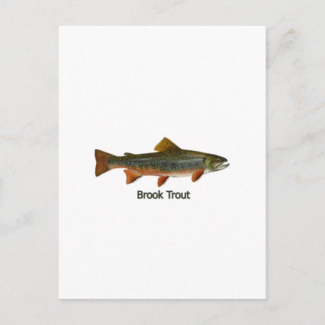 Brook Trout (titled) Postcard (Front)