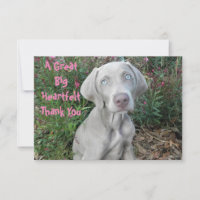 Brooklyn's Birthday Garden Party - Weimaraner Dog