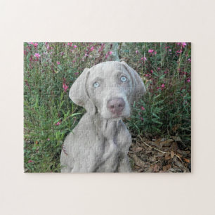 Brooklyn's Garden Party - Weimaraner Dog Jigsaw Puzzle