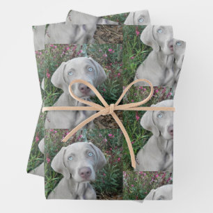 Brooklyn's Garden Party - Weimaraner Dog  Wrapping Paper Sheet