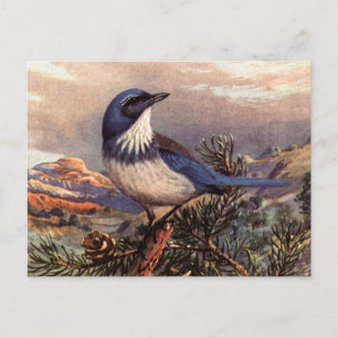 Brooks' Western Scrub-Jay Postcard