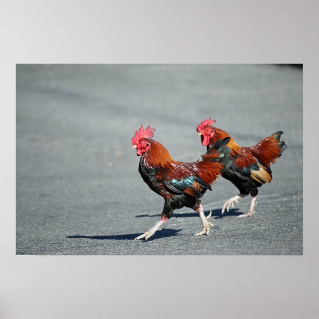"Bros On a Stroll" Poster (Front)