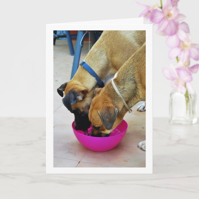 Brother and Sister Drinking Together, Dog Portrait Card (Orchid)