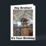 *BROTHER* LLAMA HUMOR ON YOUR BIRTHDAY CARD<br><div class="desc">TO MY BROTHER,  SAYS THIS TALKING LLAMA = LET ME OUT SO WE CAN "CELEBRATE"</div>
