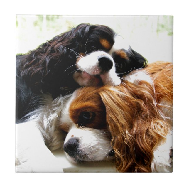 Brothers Cavaliers Ceramic Tile (Front)