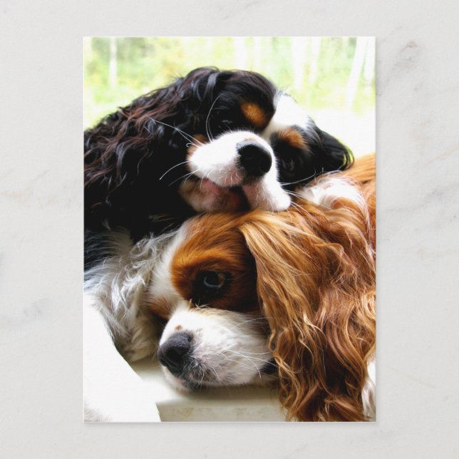 Brothers Cavaliers Postcard (Front)