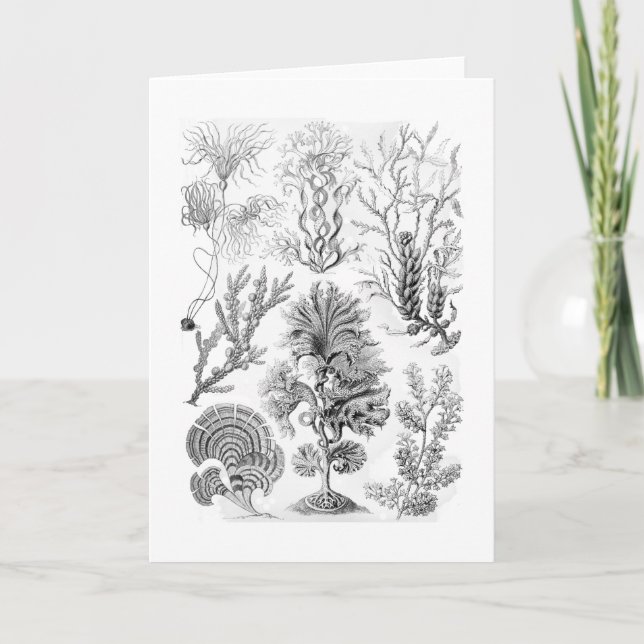 Brown Algae Card (Front)