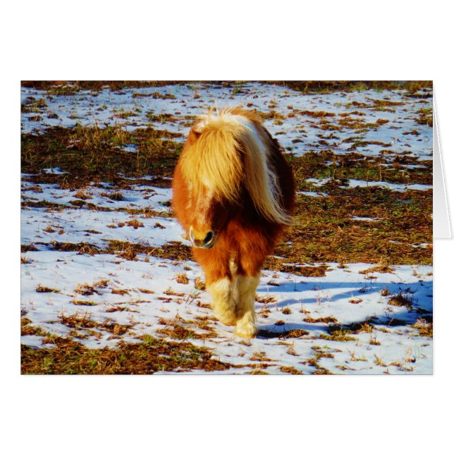 Brown and cream miniature horse in the snow. (Front Horizontal)