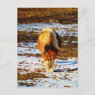Brown and cream miniature horse in the snow. postcard