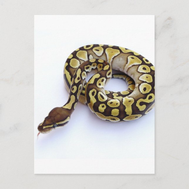 Brown and Gold Ball Python 2 Postcard (Front)