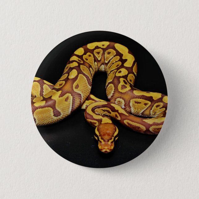 Brown and Gold Ball Python 6 Cm Round Badge (Front)