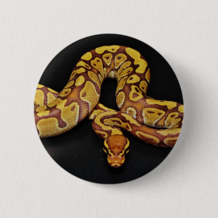 Brown and Gold Ball Python 6 Cm Round Badge