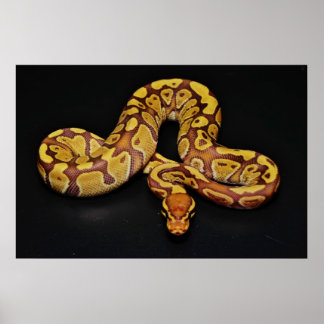 Brown and Gold Ball Python Poster