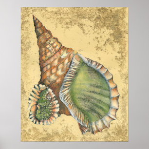 Brown and Green Seashell Poster