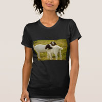 Brown and White Boer Goat Kids in Pasture Photo