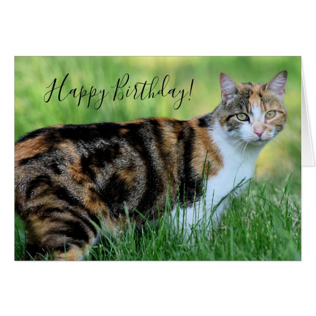 Brown and white cat (Front Horizontal)