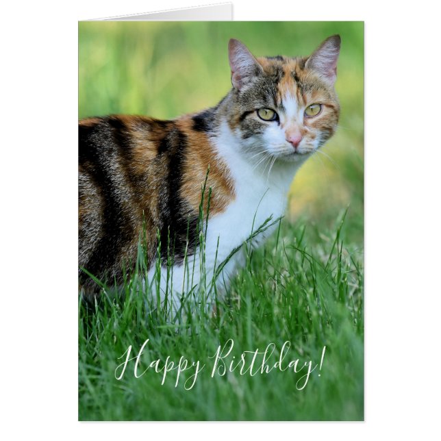 Brown and white cat (Front)