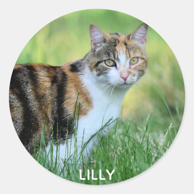 Brown and white cat classic round sticker (Front)