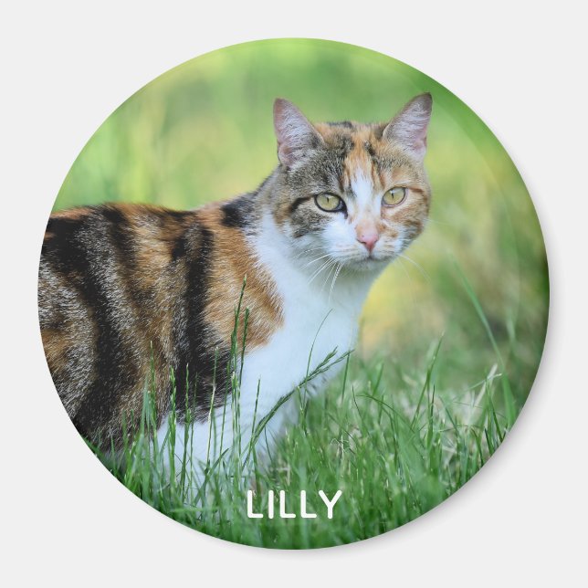 Brown and white cat magnet (Front)