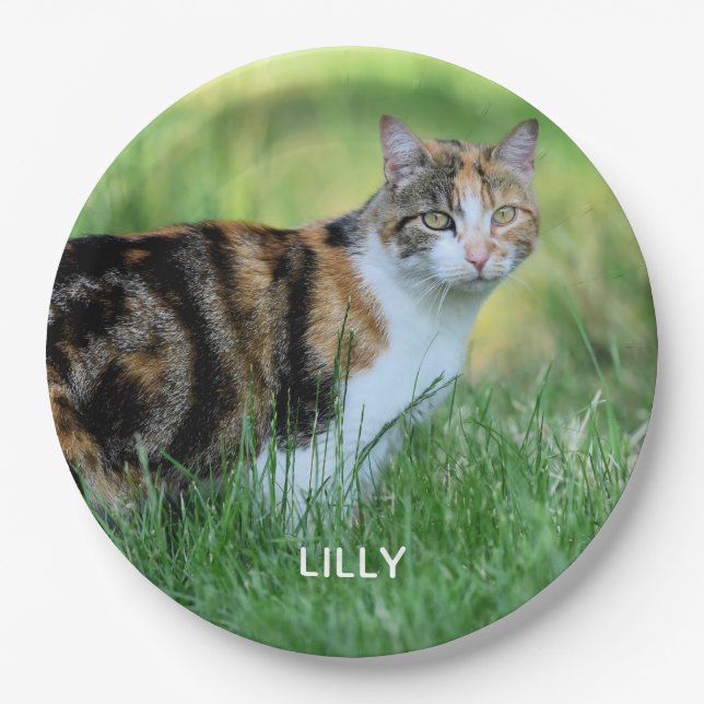 Brown and white cat paper plate (Front)