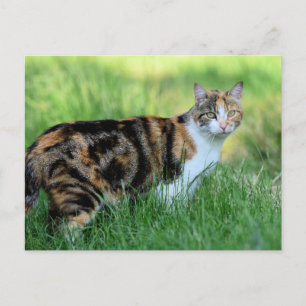 Brown and white cat postcard