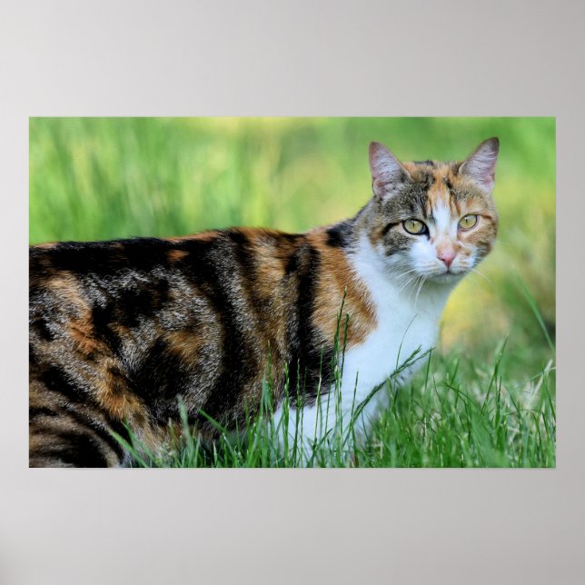 Brown and white cat poster (Front)