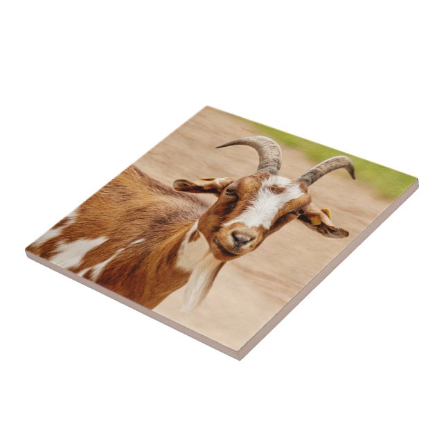 Brown and White Goat Ceramic Tile (Side)