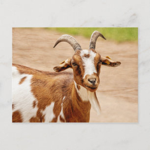 Brown and White Goat Postcard