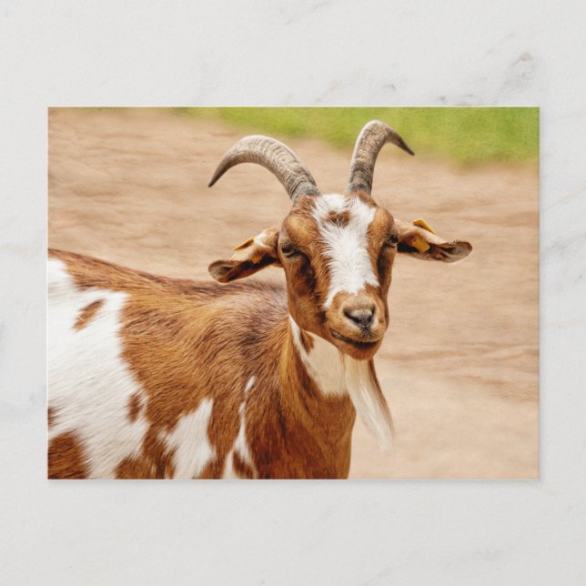 Brown and White Goat Postcard (Front)