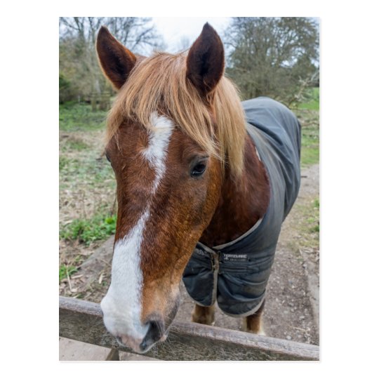 Brown and white horse postcard