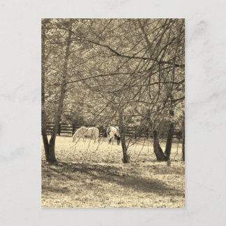 Brown  and white Horsess in tree. Sepia Tone Postcard