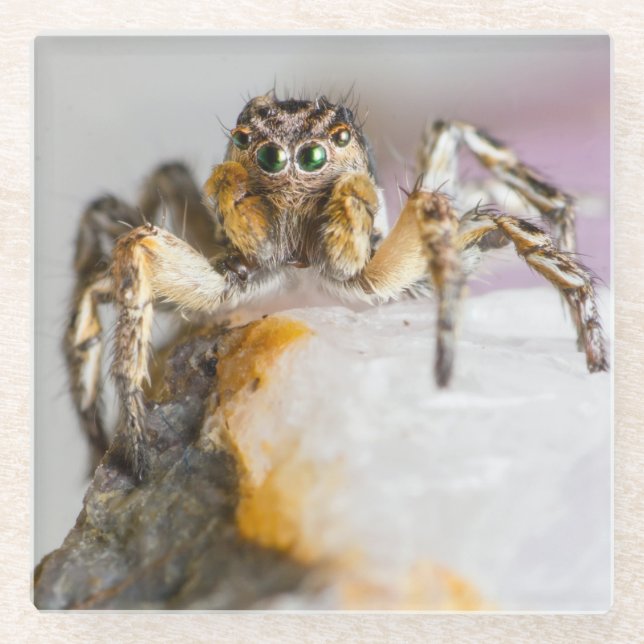 Brown and White Jumping Spider on White Rock Glass Coaster (Front)