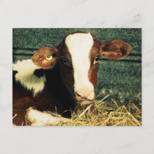 Brown and White Milk Cow Postcard