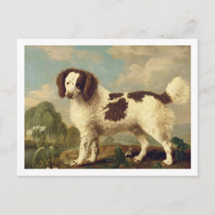 Brown and White Norfolk or Water Spaniel, 1778 (oi Postcard