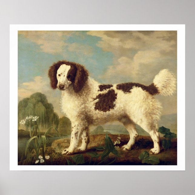 Brown and White Norfolk or Water Spaniel, 1778 (oi Poster (Front)