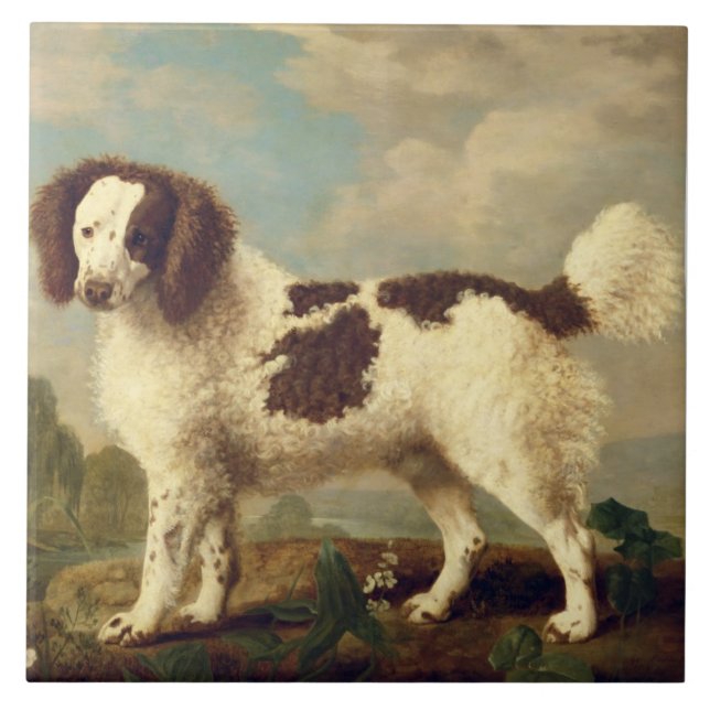 Brown and White Norfolk or Water Spaniel, 1778 (oi Tile (Front)