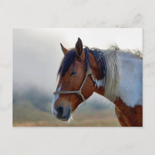 Brown and White Pinto Horse Portrait Postcard