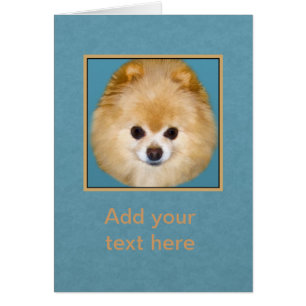 Brown and White Pomeranian Dog