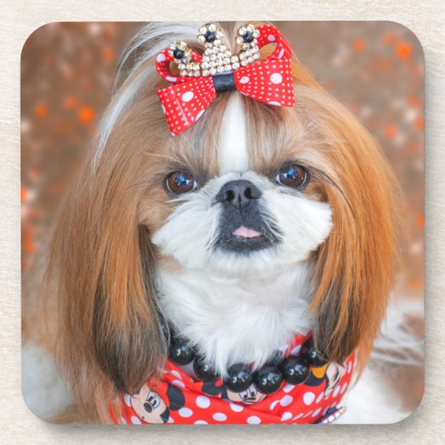 Brown and White Shih Tzu Puppy Dog Coaster (Front)