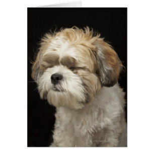 Brown and white Shih Tzu with eyes closed