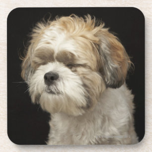 Brown and white Shih Tzu with eyes closed Coaster