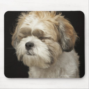 Brown and white Shih Tzu with eyes closed Mouse Pad