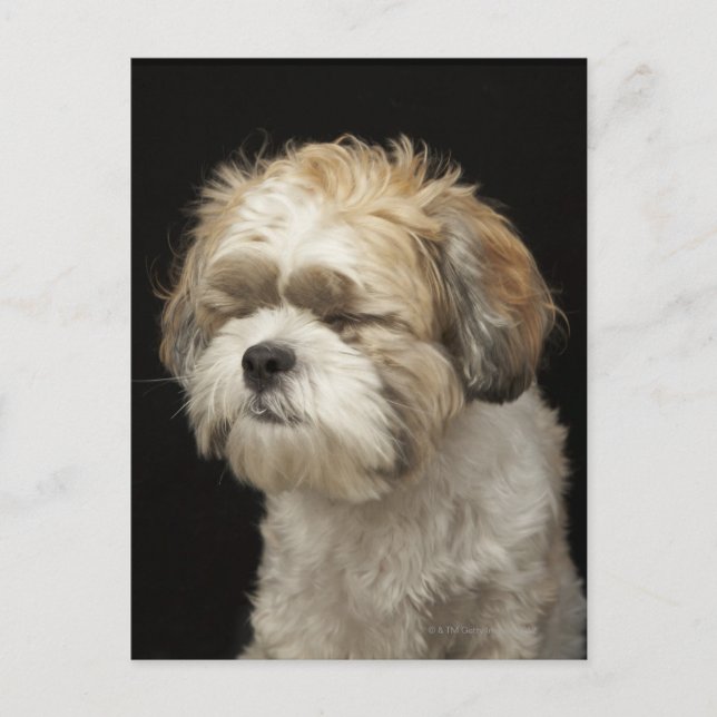 Brown and white Shih Tzu with eyes closed Postcard (Front)