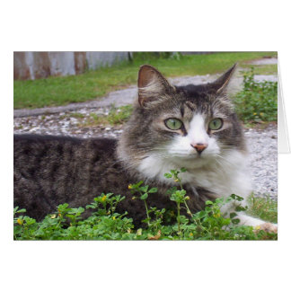 Brown and White Tabby Cat
