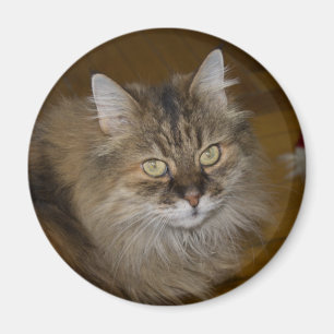 Brown Angora Cat Magnet
