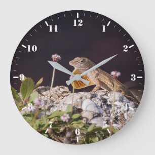 Brown anole displaying dewlap large clock